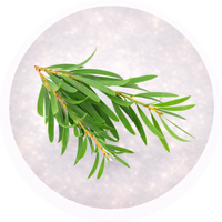 Tea Tree oil