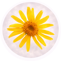 Arnica montana extract