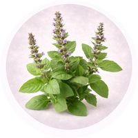 Basil extract